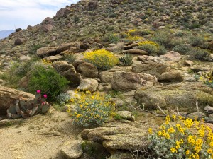 Blooming Brittle Bush and Beavertail Cactus on the way to Big Spring in Tubb Canyon
